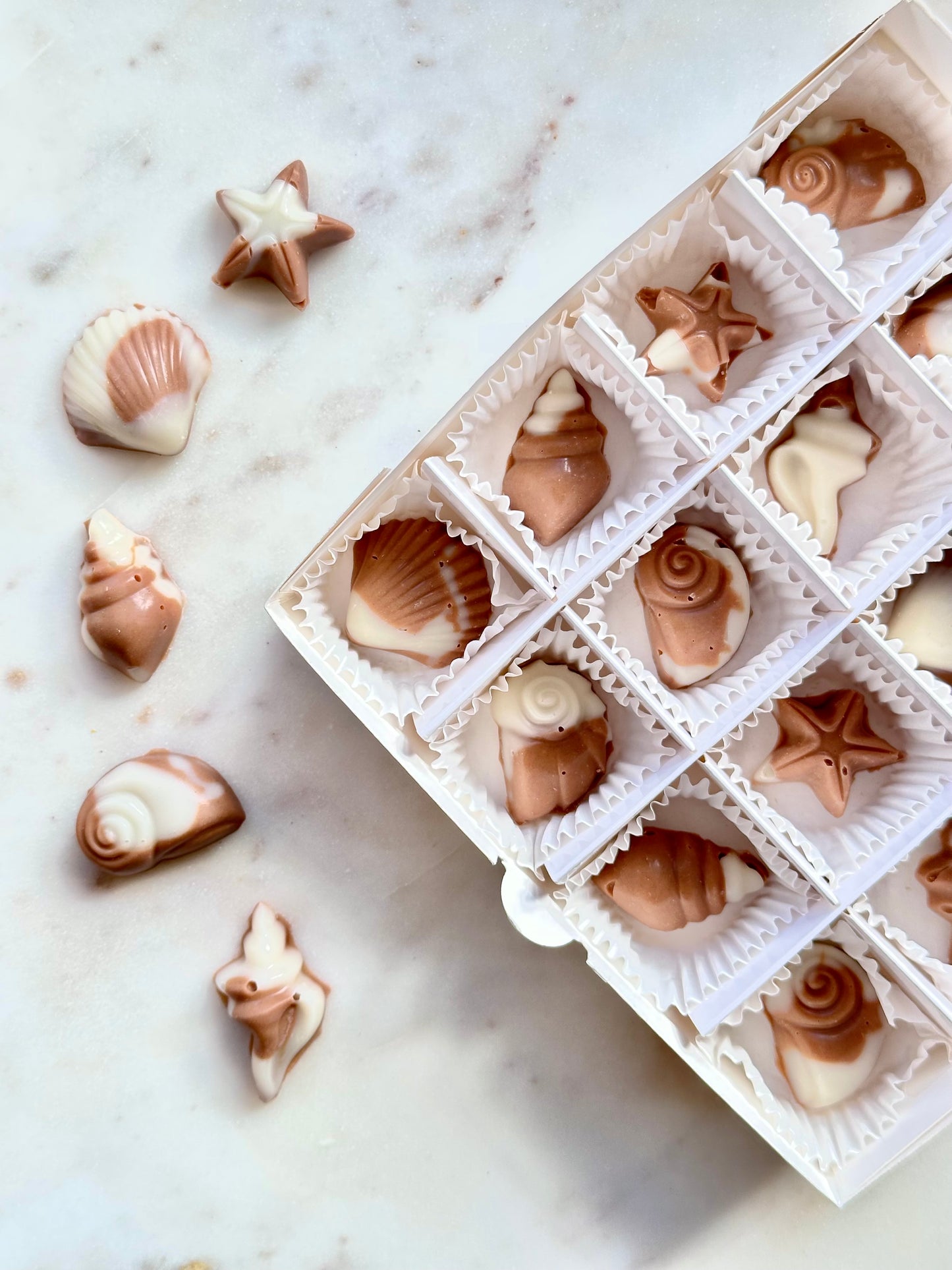 Seashell Delight