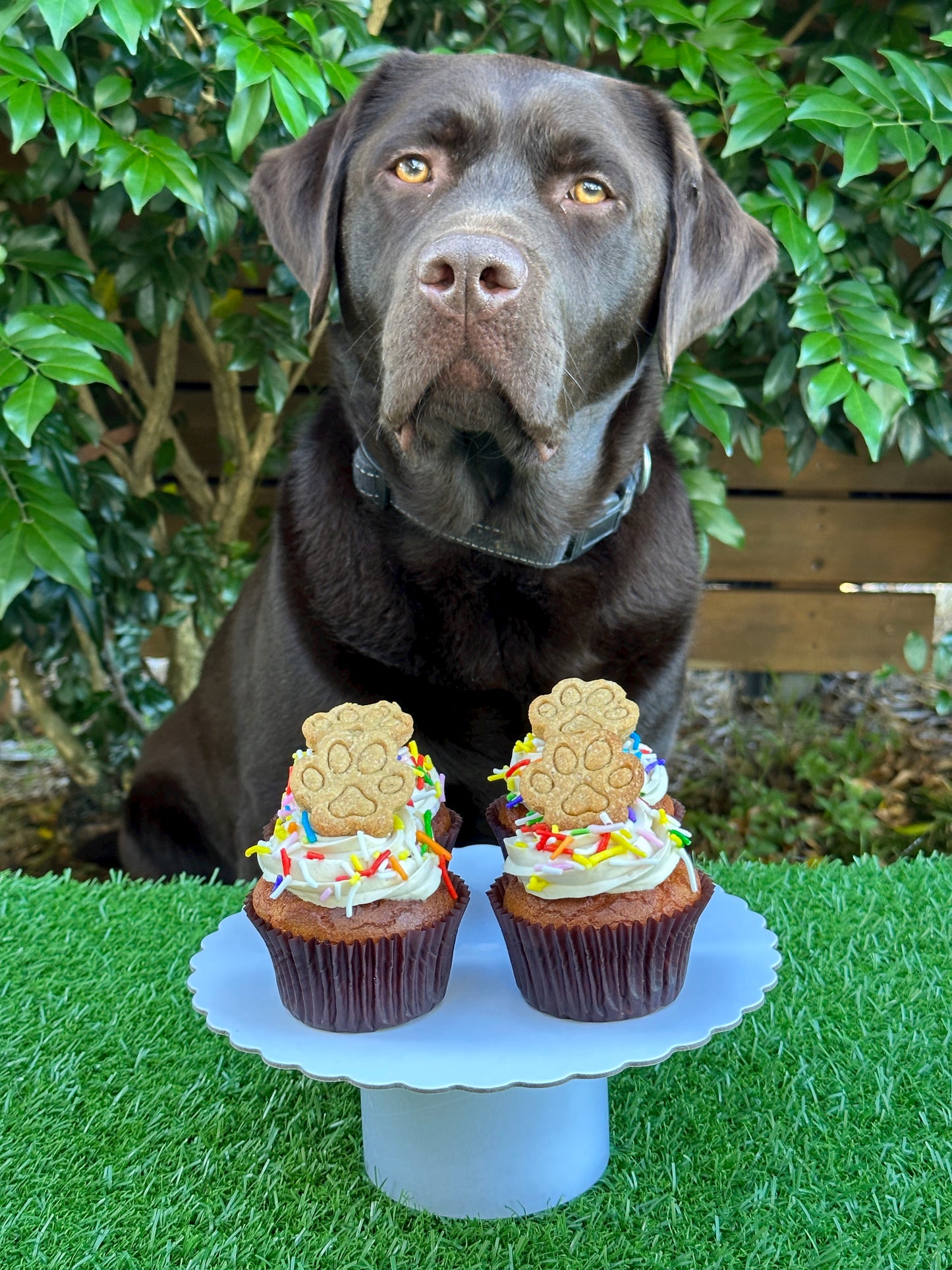 Funfetti Pupcakes